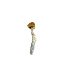 Amazonian Cubensis