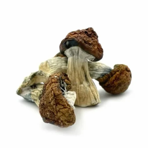 Blue Meanies Magic Mushrooms