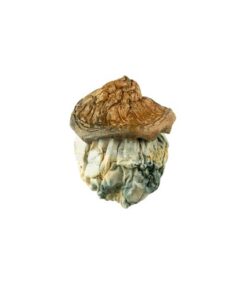 Dido Eggs magic mushroom