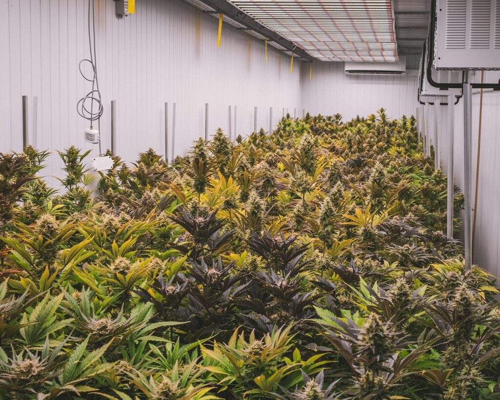 green land botanicals section image 4