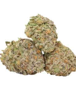 Animal Cookies